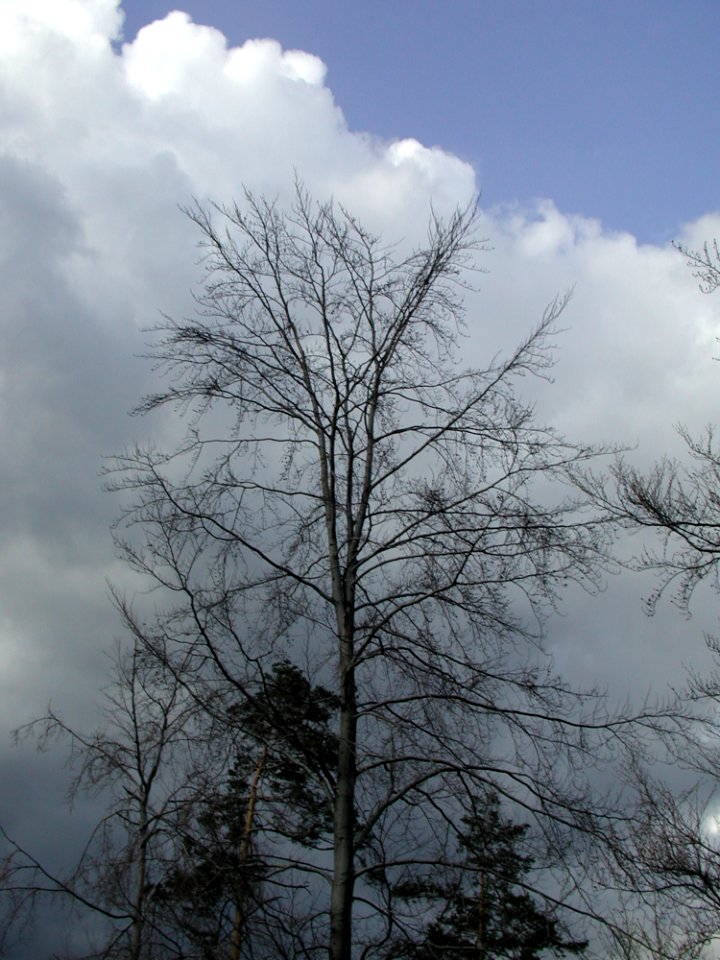Forest 68