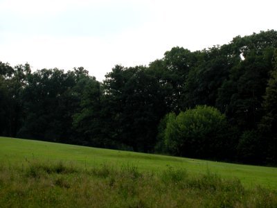 Forest 79