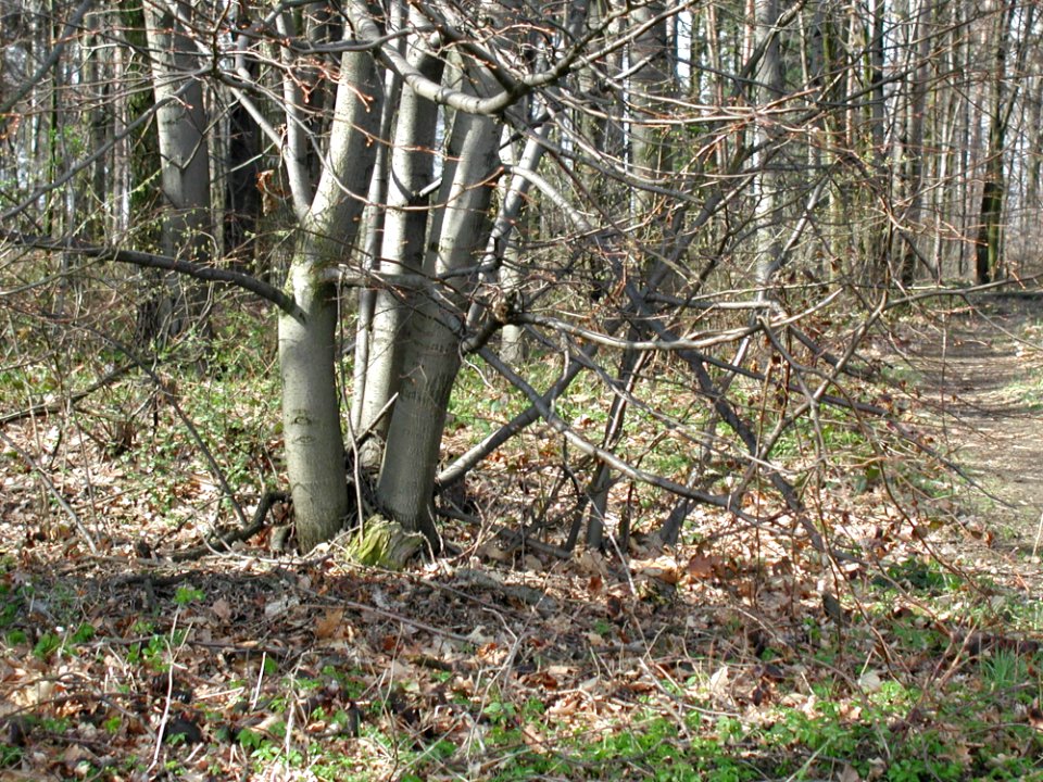 Forest 53