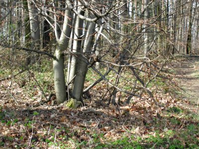 Forest 53