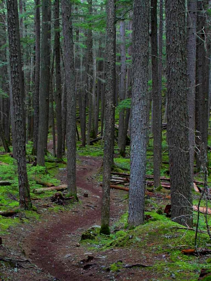 Forest Trail