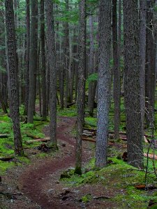 Forest Trail