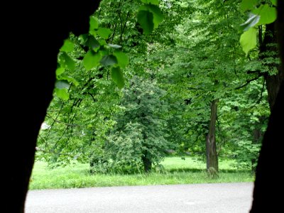 Forest 75