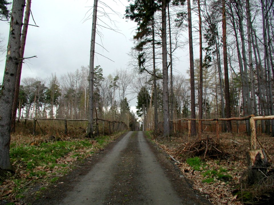 Forest 72