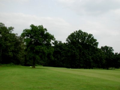 Forest 81