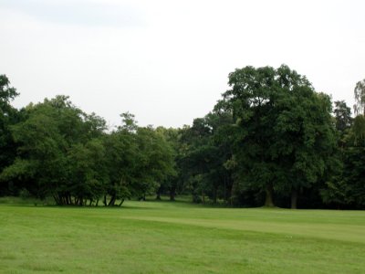 Forest 82