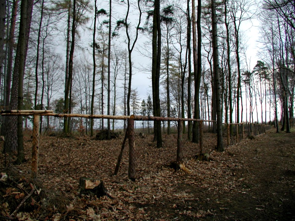Forest 71