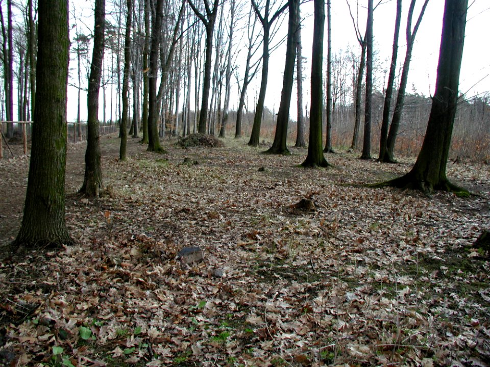 Forest 69