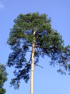 Forest 65