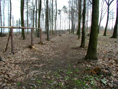 Forest 70