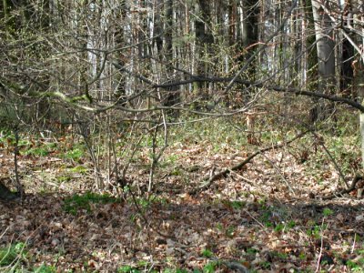 Forest 54