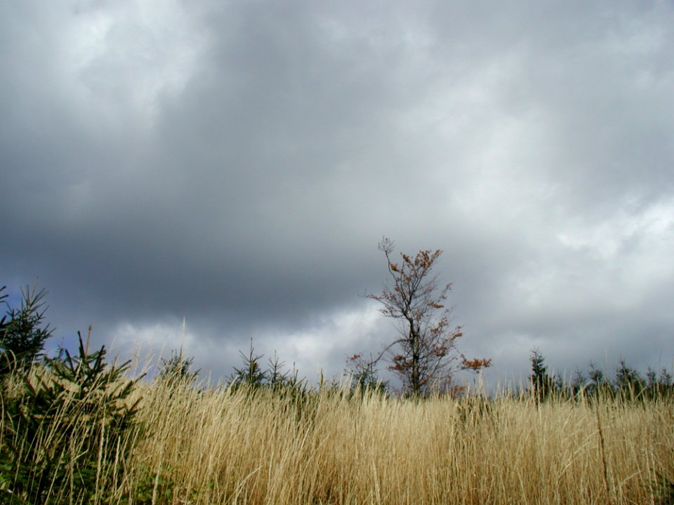 Forest 5
