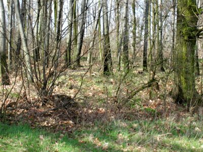 Forest 51