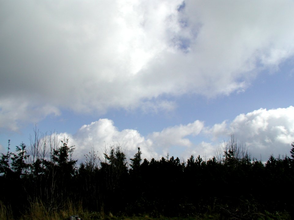 Forest 3