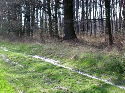 Forest 59