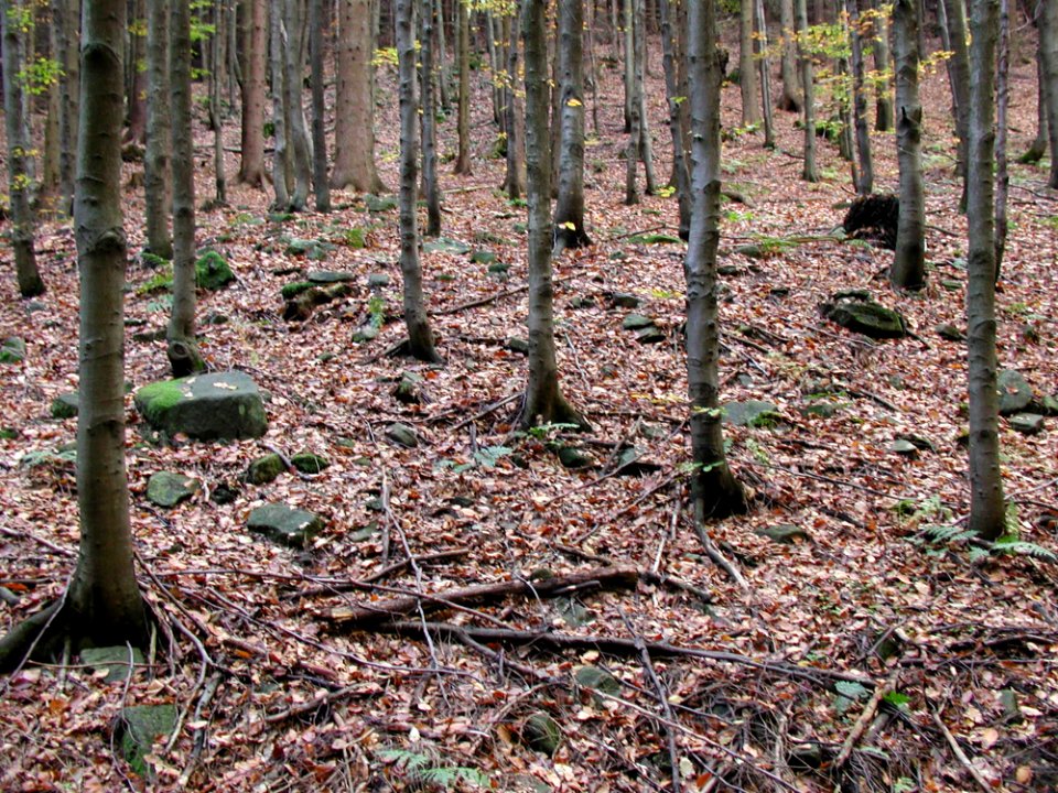 Forest 34