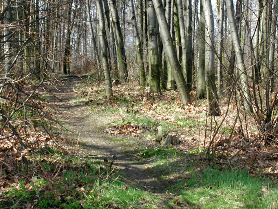 Forest 52