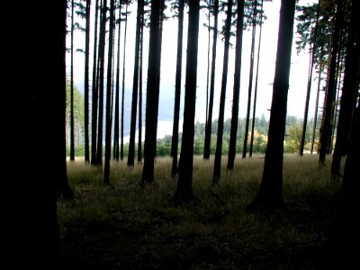 Forest 28