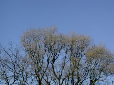 Forest 40