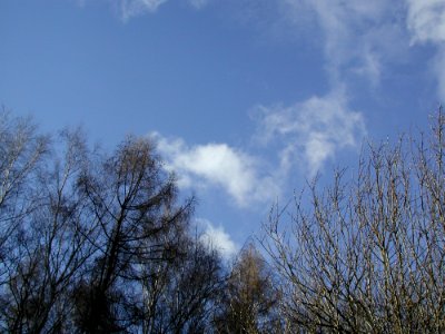 Forest 46