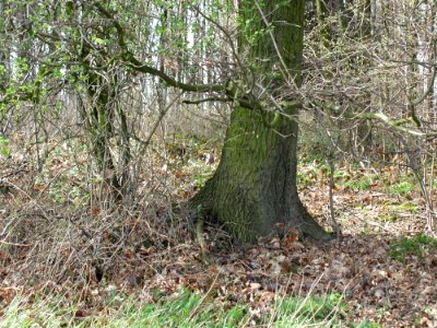 Forest 55