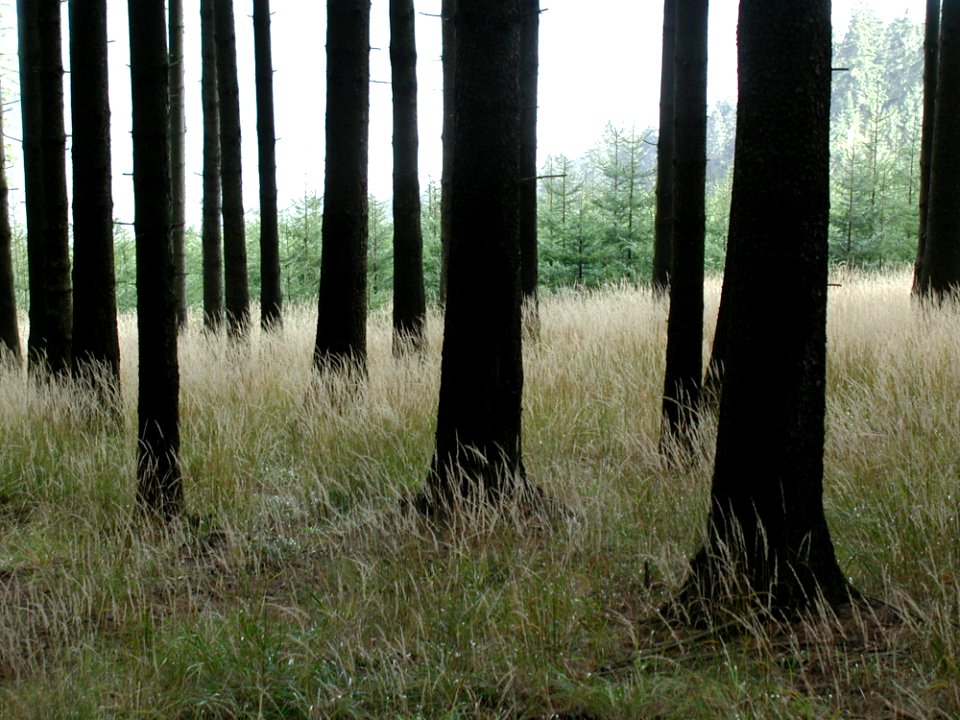 Forest 24