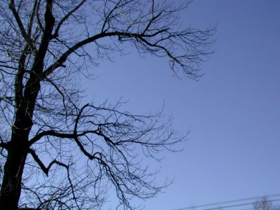 Forest 38