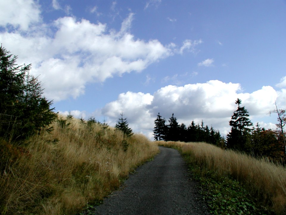 Forest 16