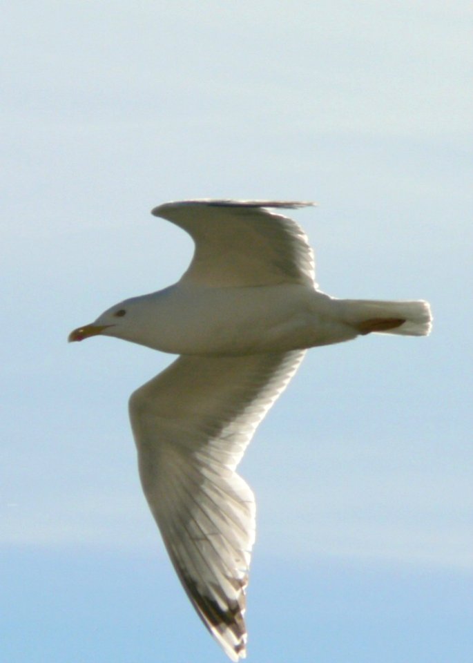 Flying Seagull Close Up