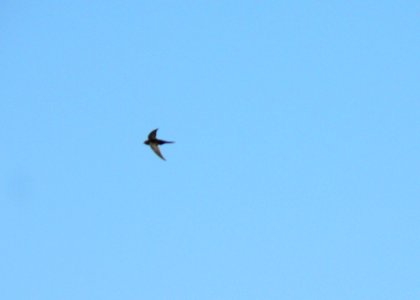 Flying Swallow 5