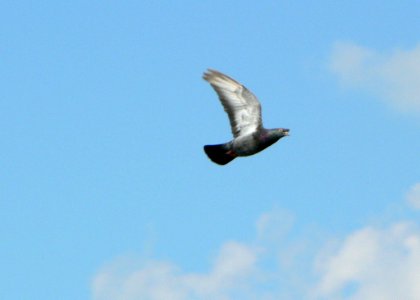 Flying Pigeon 2
