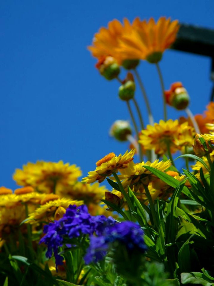Flowers 5