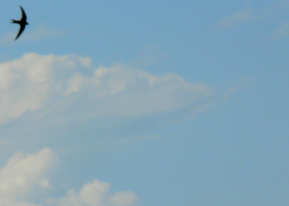Flying Swallow 6
