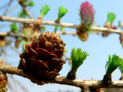 Flowering Larch 2
