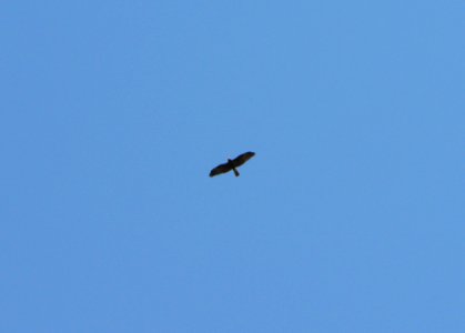 Flying Bird Of Prey 2