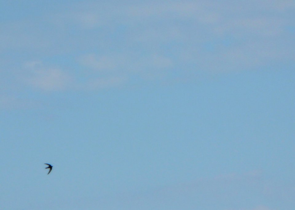 Flying Swallow