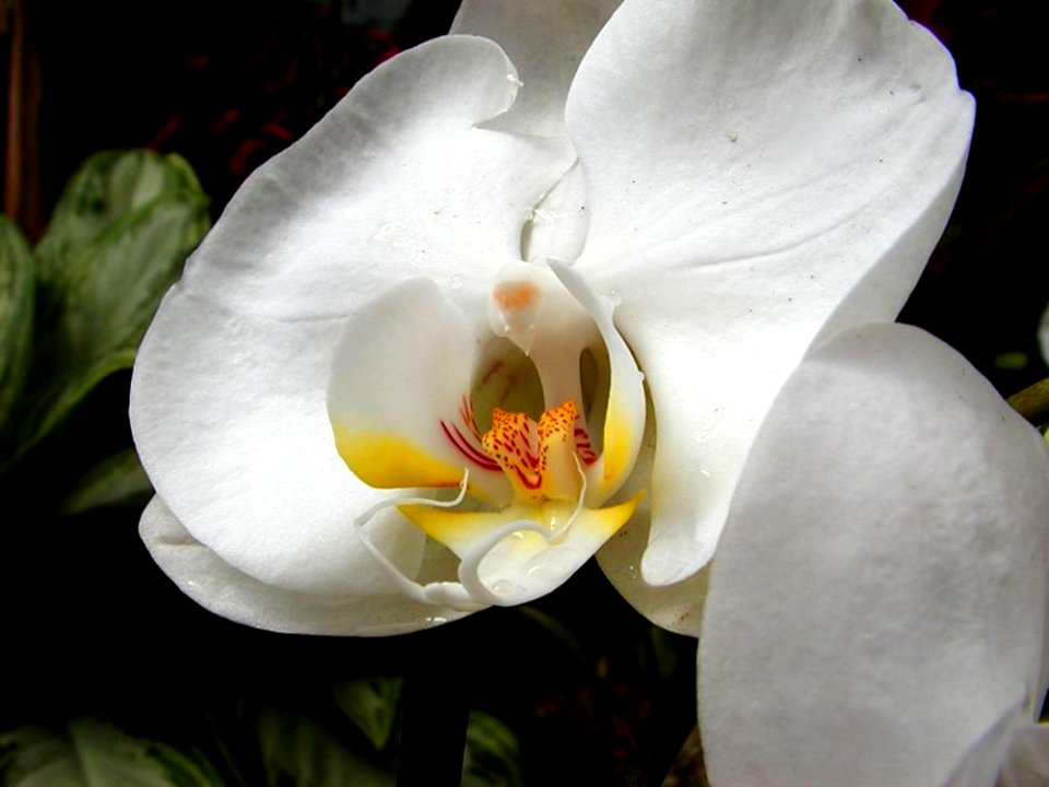 Flowers 12