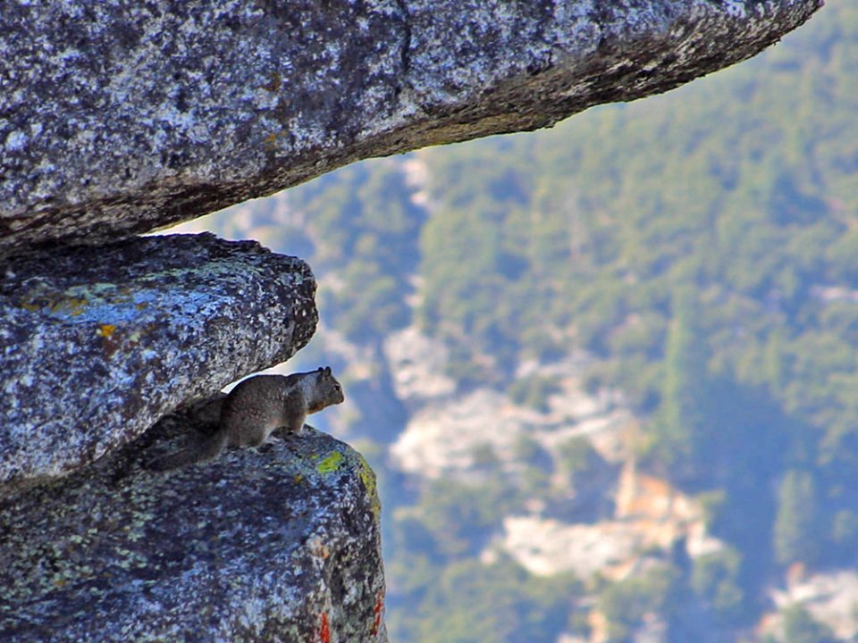 Flying Squirrels In Yosemite