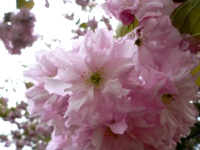 Flowering Tree 4 photo