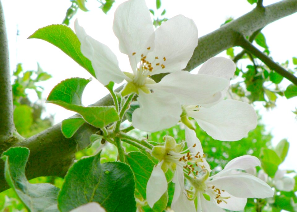 Flowering Tree 2