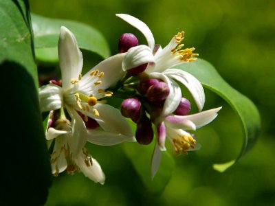 Flowers 3