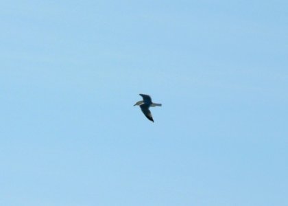 Flying Seagull
