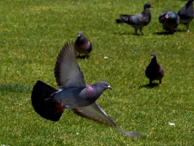 Flying Pigeon photo