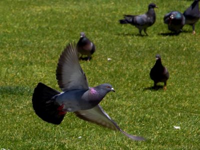 Flying Pigeon