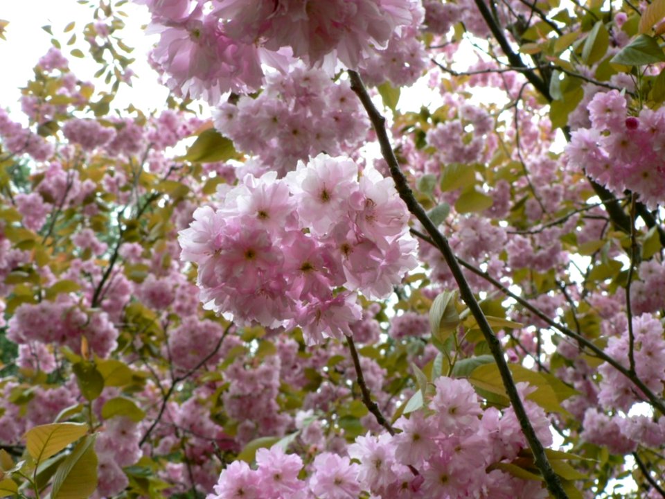 Flowering Tree