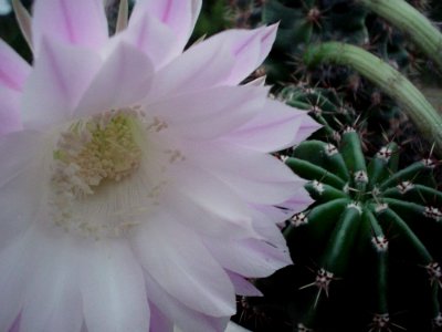 Flowering Cactus photo