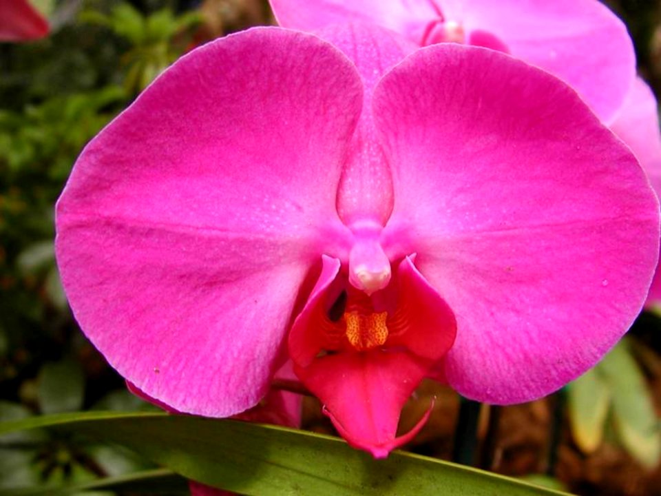 Flowers 9