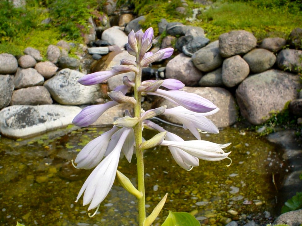 Flower In Front Of Water