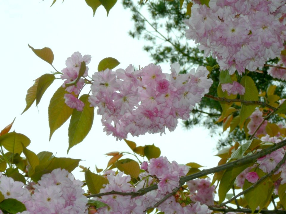 Flowering Tree 5