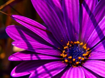 Flower 8